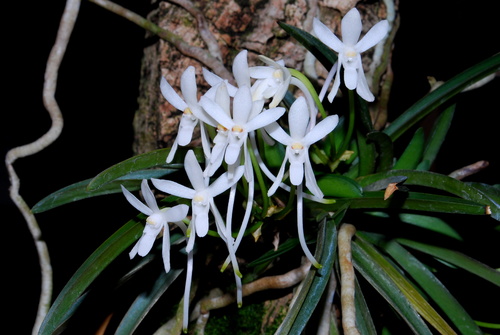 neofinetia-falcata