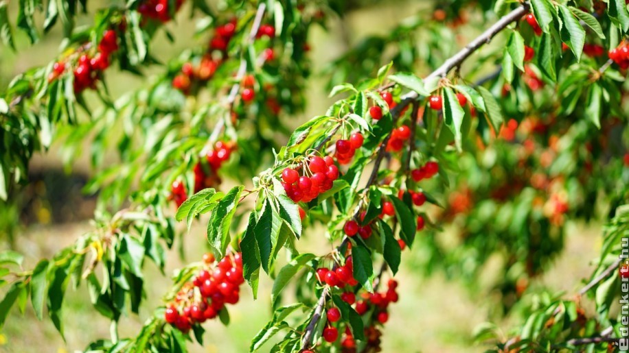 Cseresznyefa metszése tavasszal lépésről lépésre