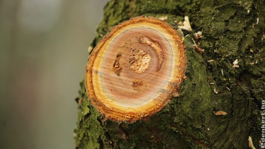 Meg lehet januárban metszeni az almafát?