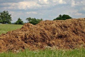 Mivel, mikor és hogyan trágyázzunk a kertben? Gyorstalpaló kezdőknek