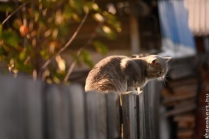 Milyen messze kell a kerítéstől és a telekhatártól ültetni a cserjéket, fákat?