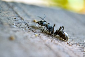 5 filléres házi praktika hangyák ellen