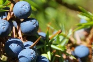 A gin fűszernövényei: ízek, aromák, zamatok