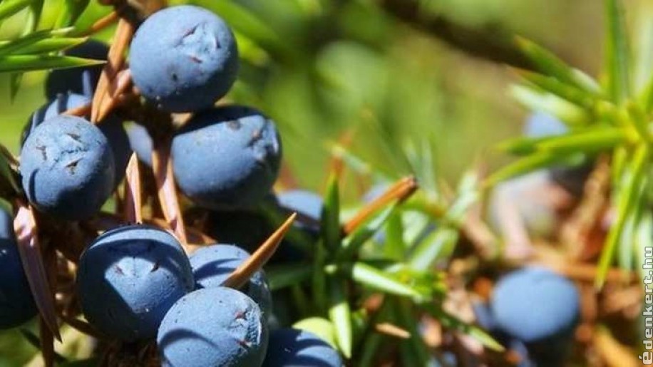 A gin fűszernövényei: ízek, aromák, zamatok