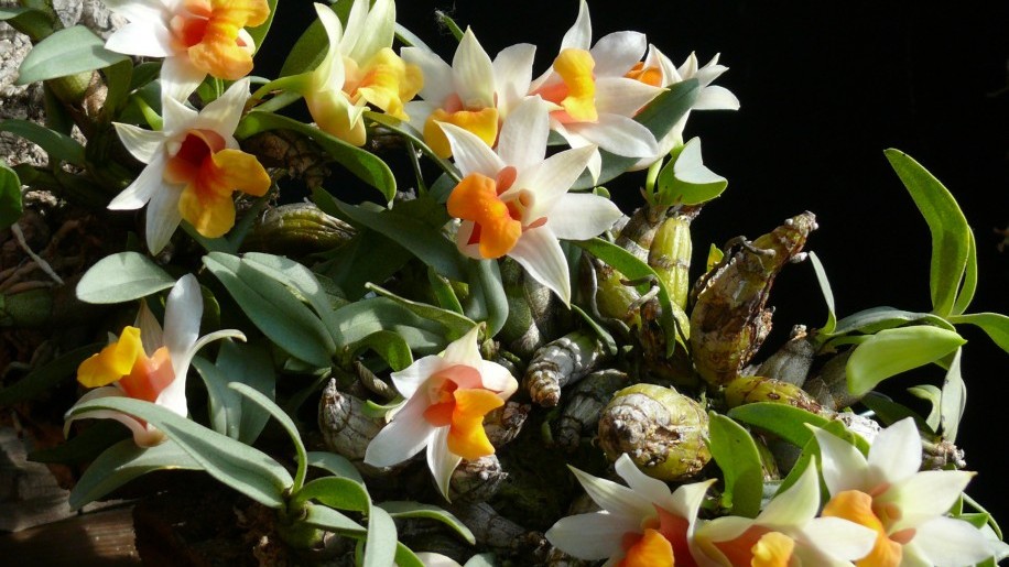 “Suculentas de Sudamérica” (Cactus, Jazmines y Bromelias) Exposición y Exposición Nacional de Cactus de Otoño en Jardín Botánico ELTE – Exposición y Exposición