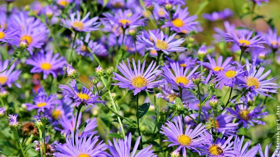A 3 legszebb évelő, ami októberben virágzik - Virágágyások - Díszkert