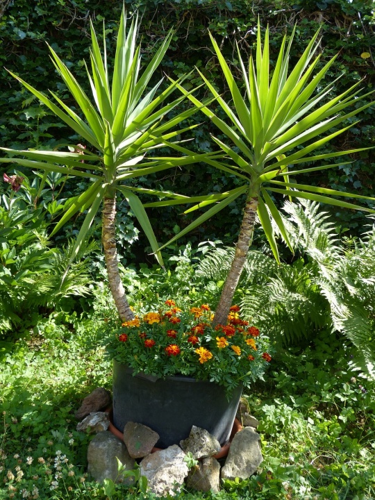 yucca-gigantea-167959_1280