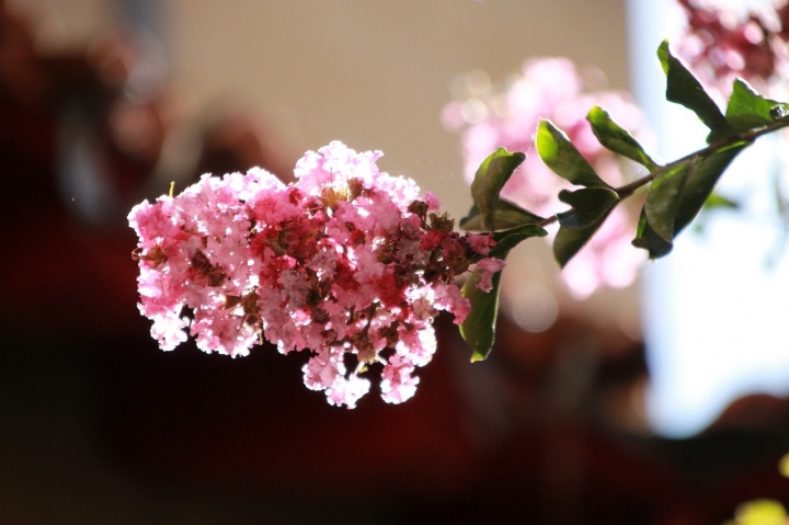 lagerstroemia-7407136_1280