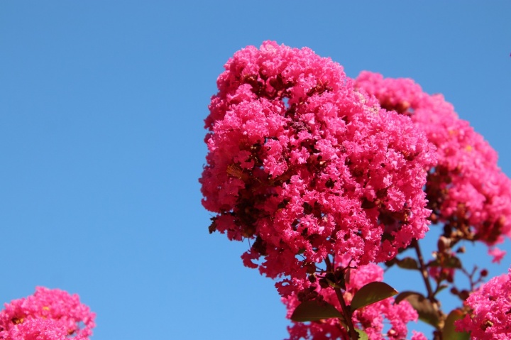 lagerstroemia-indica-4453074_1280