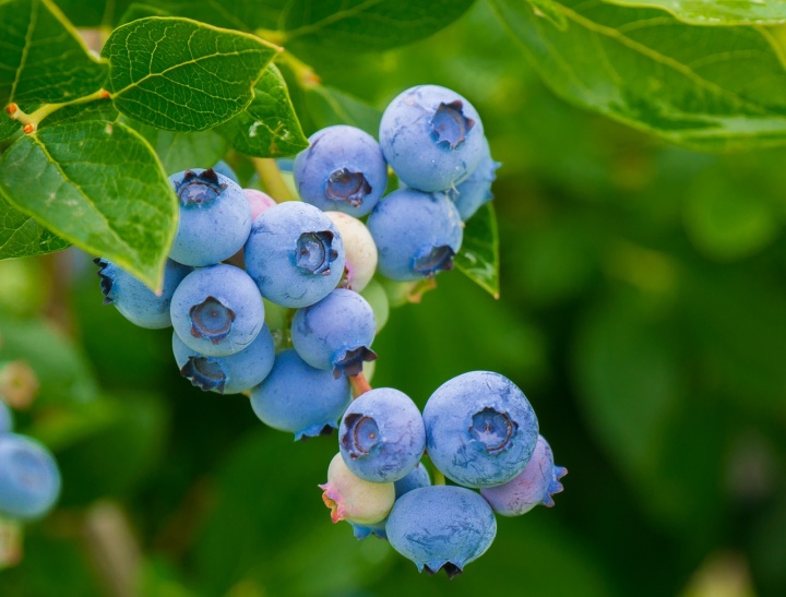 blueberries-3548239_1280