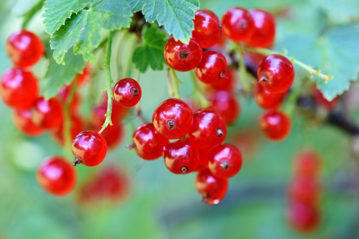 currants-3585286_1280