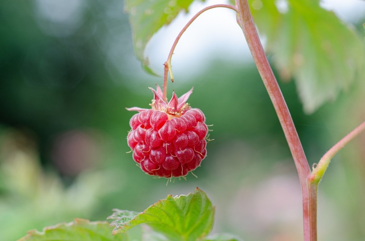 raspberry-7313702_1280