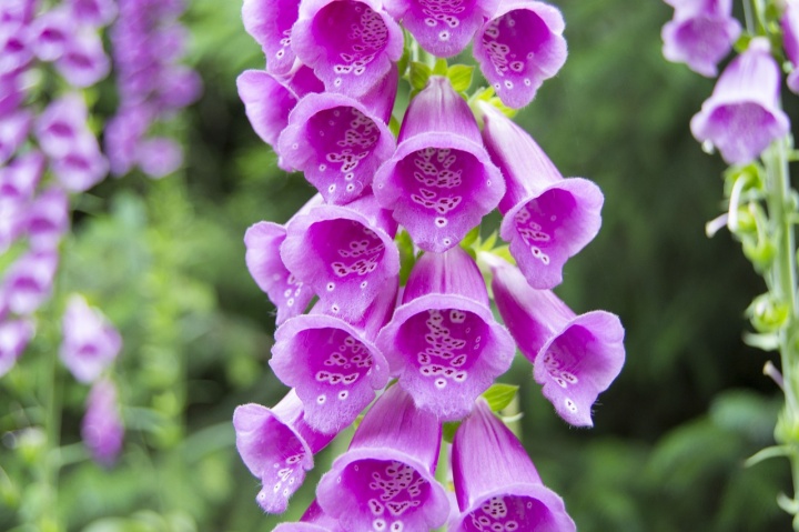 digitalis-purpurea-359157_1280