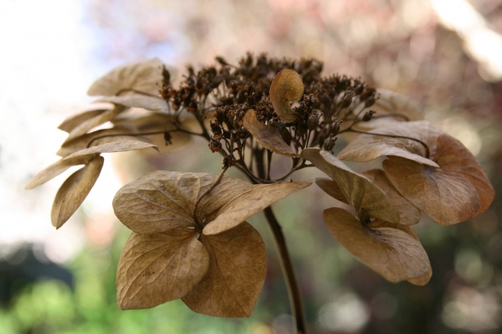 hydrangea-3825208_1280