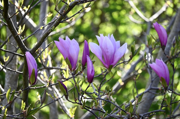 magnolia-5059669_1280