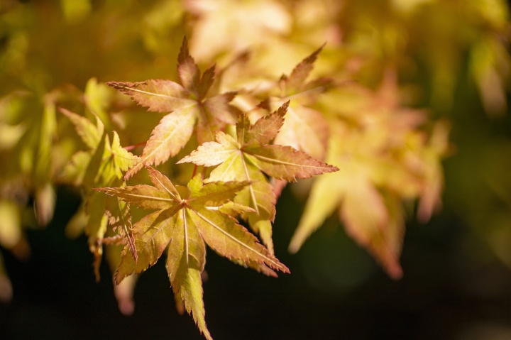 maple-leaves-7471614_1280