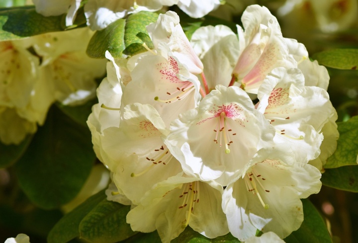 rhododendron-3406532_1280