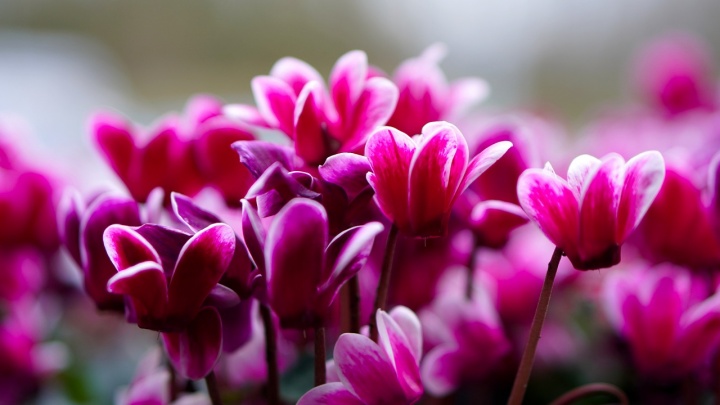 cyclamen-4860174_1280