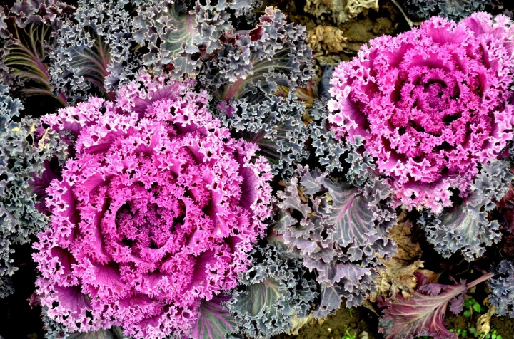 ornamental-cabbage-163850_1280