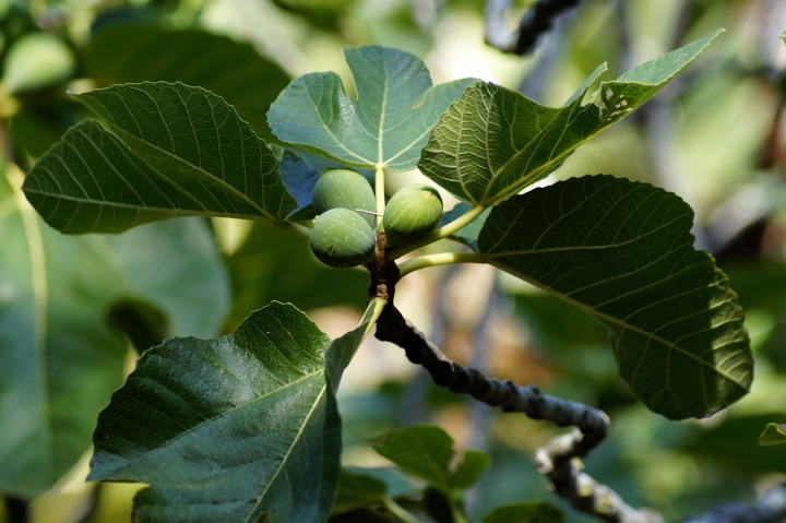 fig-tree-4432035_1280