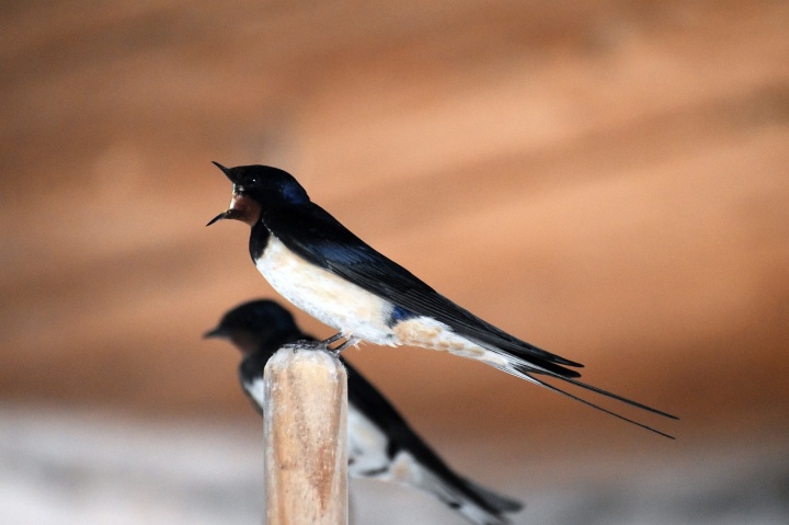 barn-swallow-5346609_1280