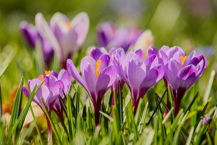 crocuses-3229861_1280