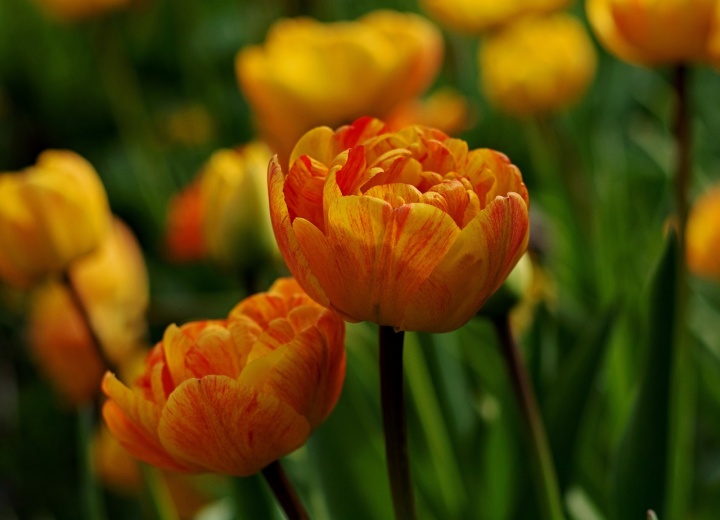 tulipa-sunlover-6288425_1280