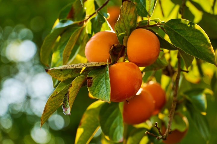 persimmons-6735325_1280