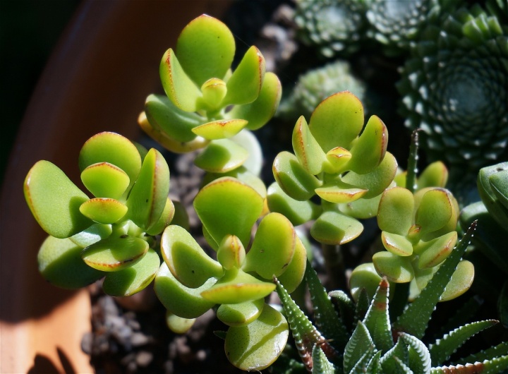 jade-plant-1633676_1280