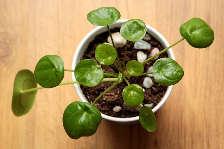 pilea-3852265_1280