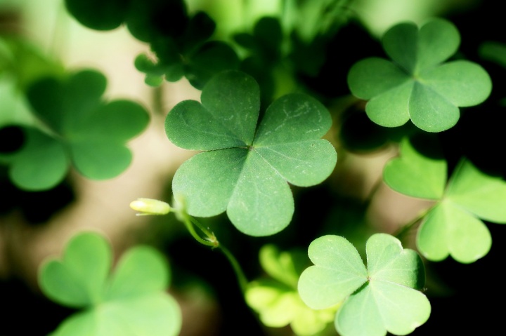 shamrock-2398582_1280