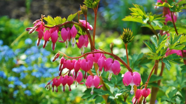 asian-bleeding-heart-748549_1280