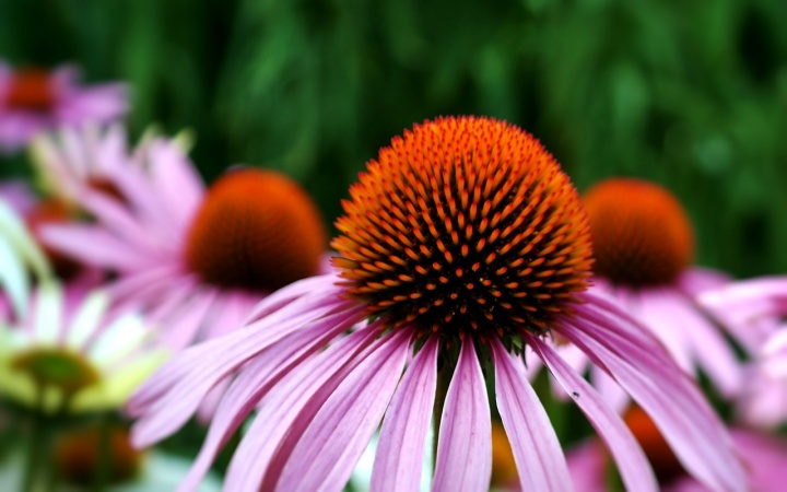 echinacea-3540788_1280