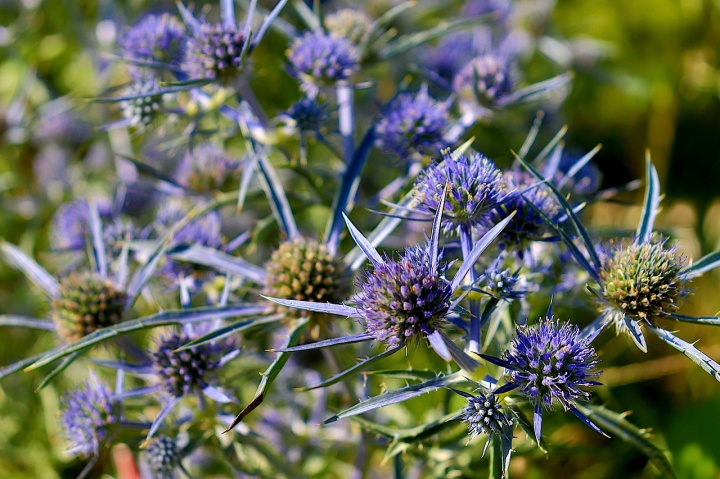 eryngium-planum-7426652_1280