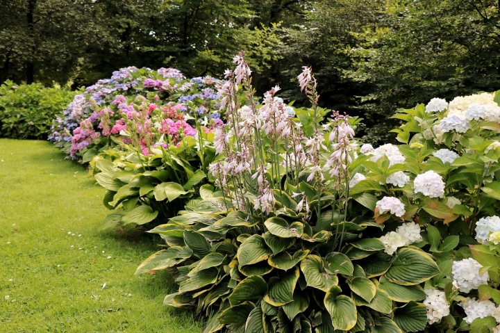 hosta_rnykliliom_rykliliom_rnykliliom_ltetse