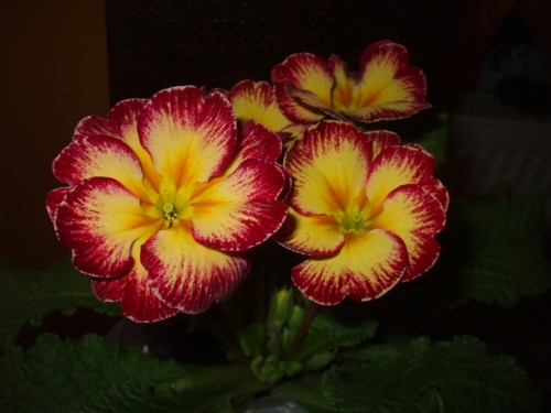 Primula1