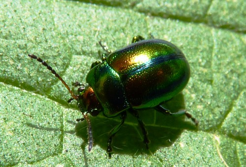 Csalán levélbogár (Dlochrysa fastuosa)