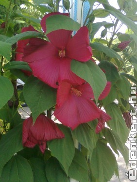 hibiszkusz