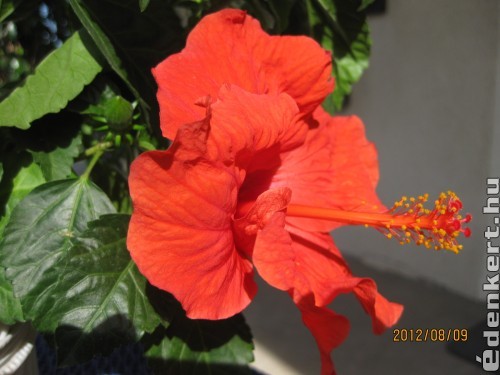 Hibiskus