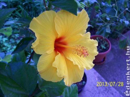 Hibiscus,a sárga