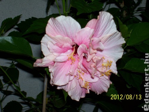 Hibiscus