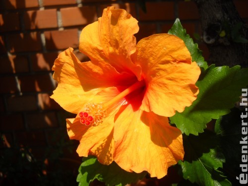 Hibiscus rosa