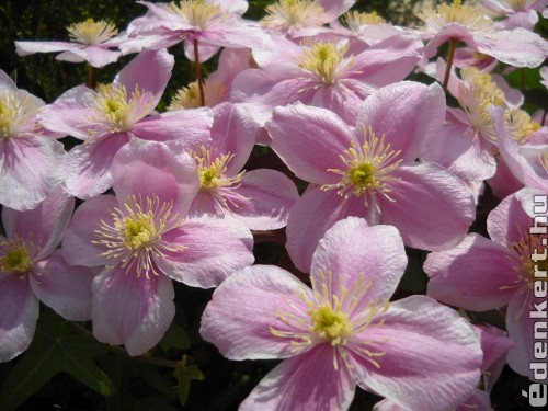 Clematis