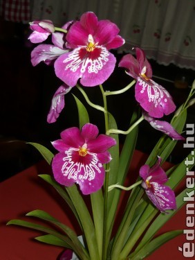 Árvácska orchidea