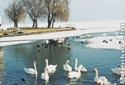 Balaton télen