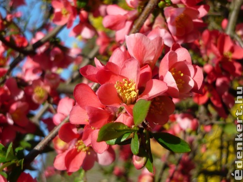 Japán birs