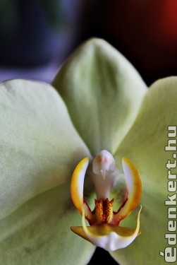 Orchidea belső