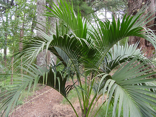 Fodrospálma (Howea belmoreana)