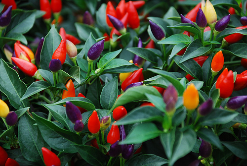 Hogyan gondozzuk a díszpaprikát? (Capsicum annuum)