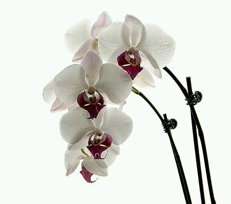 Orchideák: a pillekosbor